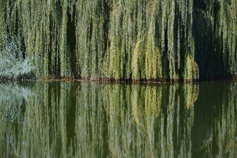 Whispering Willows
