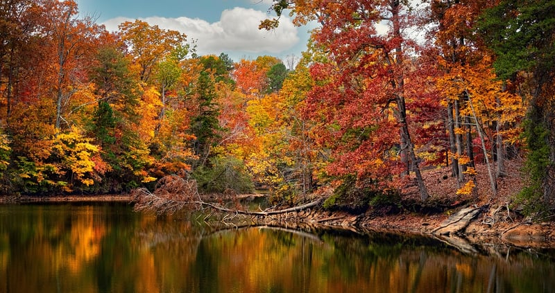 Woodland Charm