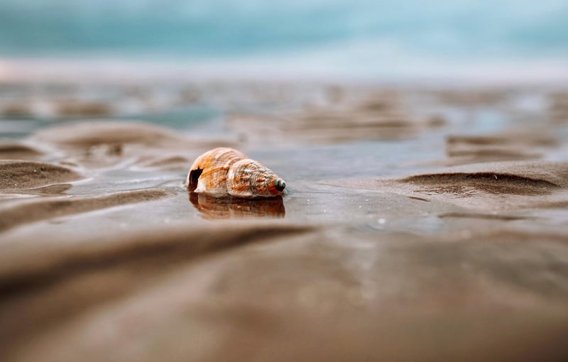 Seashell Displays